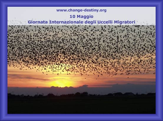 Giornata Internazionale degli Uccelli Migratori