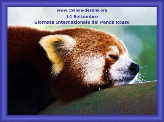 Giornata Internazionale del Panda Rosso