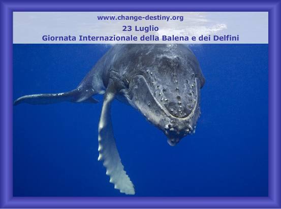 Giornata Internazionale della Balena e dei Delfini
